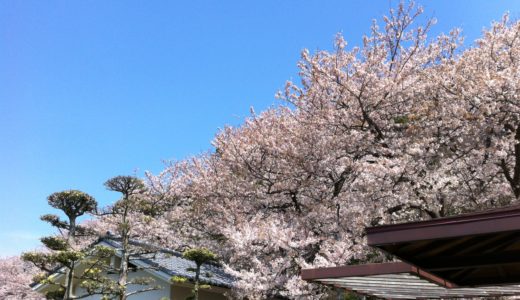 長崎県の桜の開花予想2019！暖冬の今年のサクラは遅咲きになる？