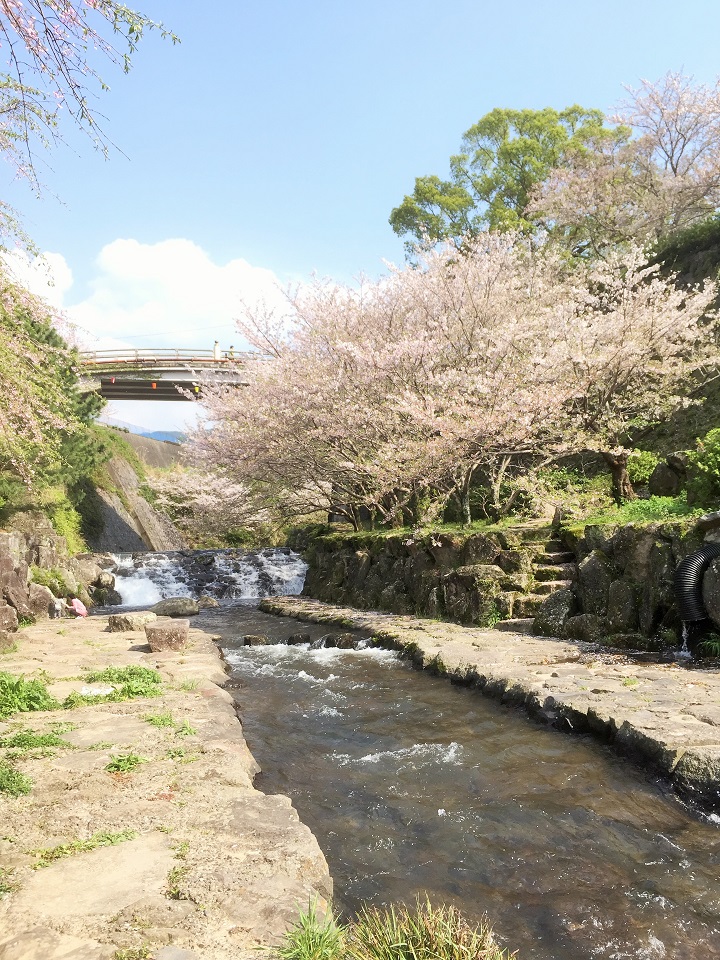 長崎の桜の名所19 おすすめお花見スポットと穴場を地域別にまとめました 長崎ページ